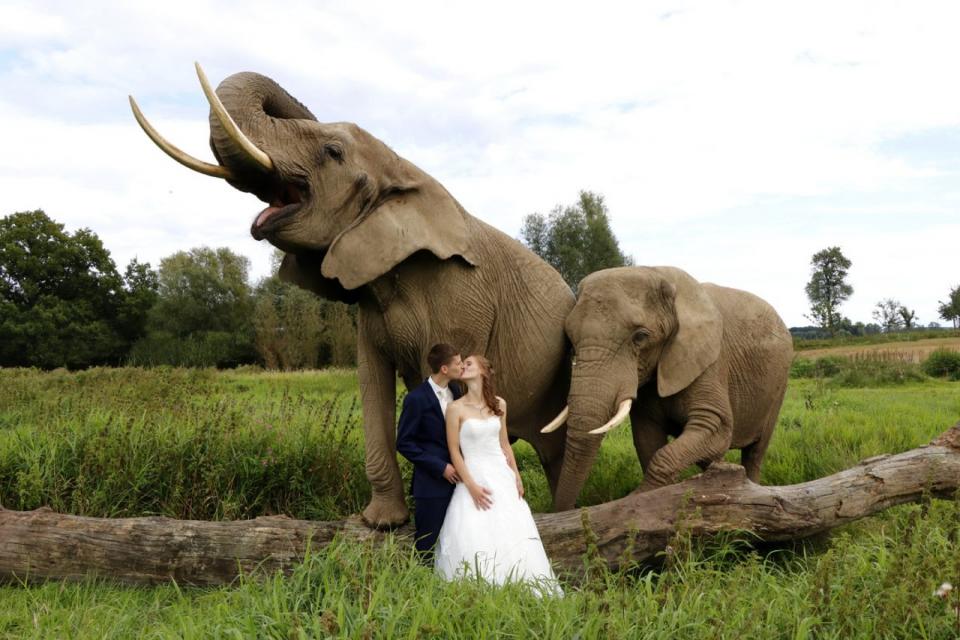 Hochzeitspaar vor Elefanten